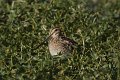 Wilson's Snipe 2012-11-17_1